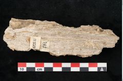 Foto (Detailansicht) von Abies excelsa (NHMW-GEO-2024-0188-11359)